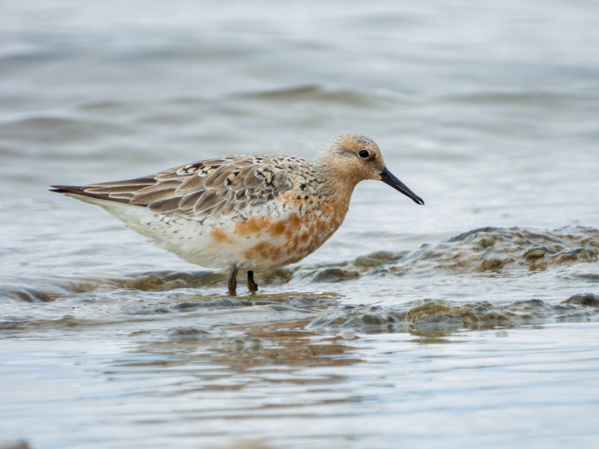 Red Knot - Brad Reinhardt