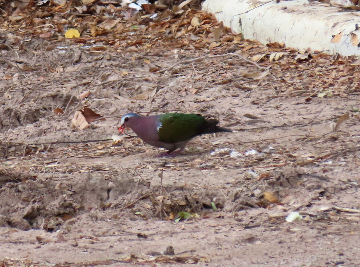 Asian Emerald Dove - ML568253851