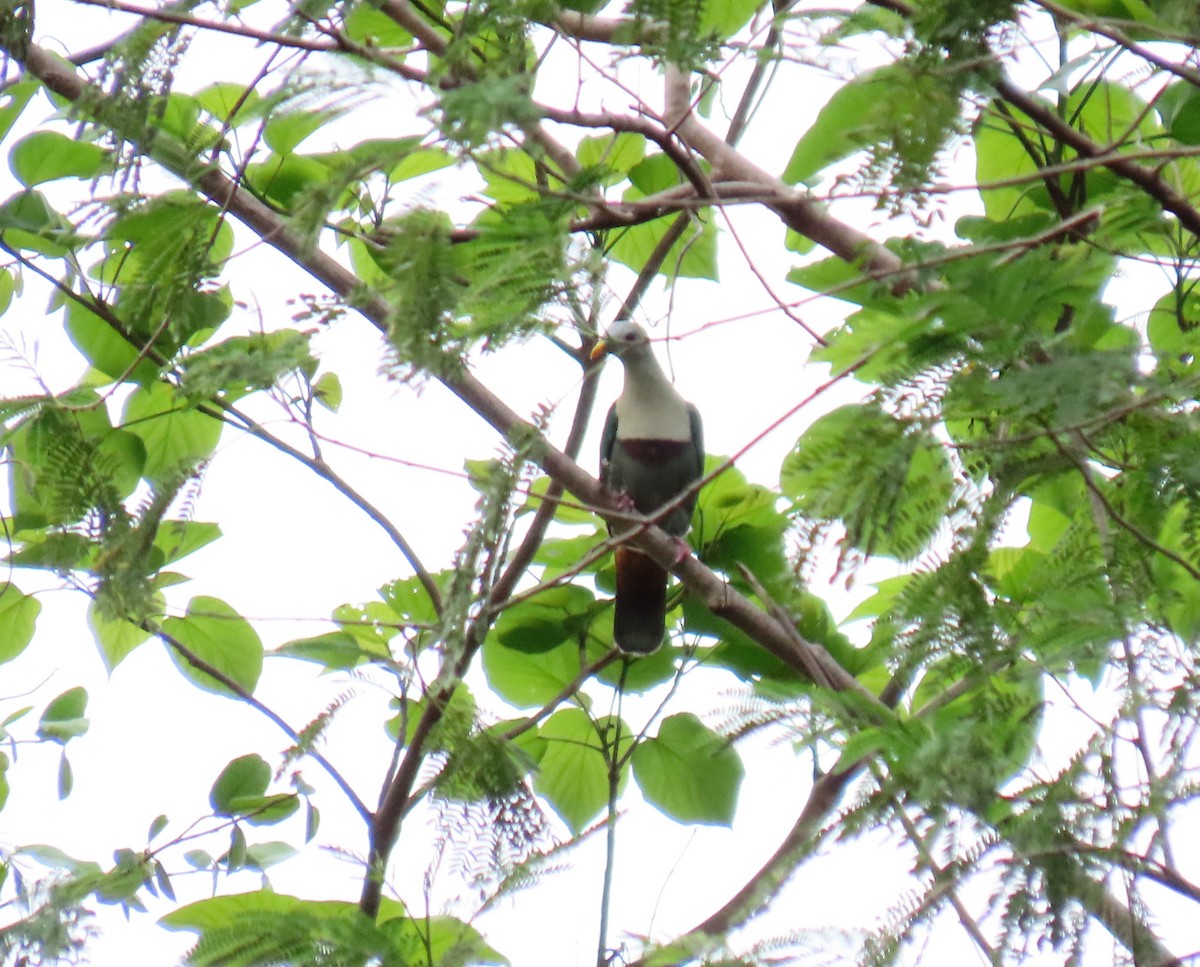 Black-chinned Fruit-Dove - ML568254051