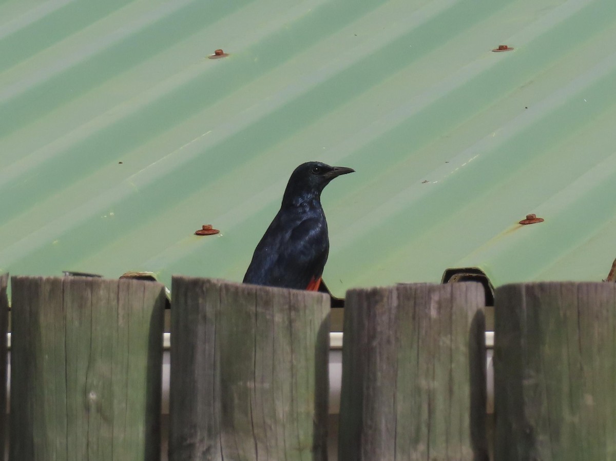 Red-winged Starling - ML568254301