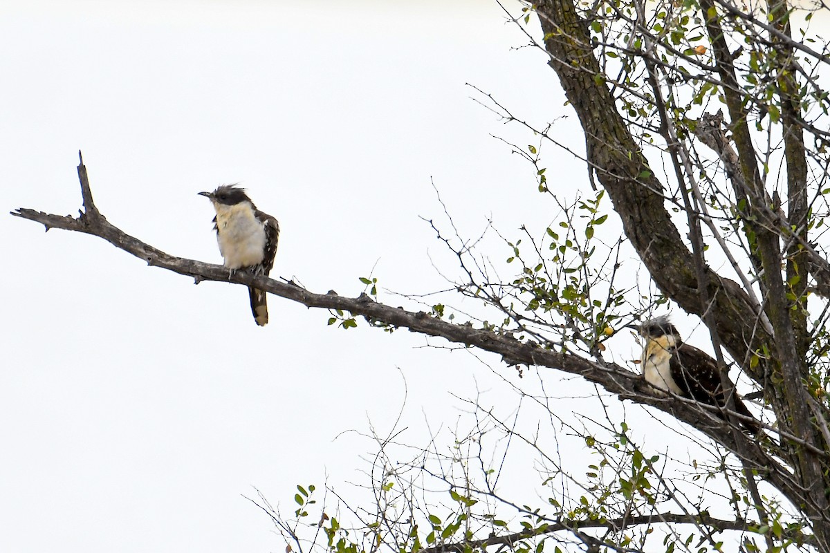 Great Spotted Cuckoo - יגל ימין