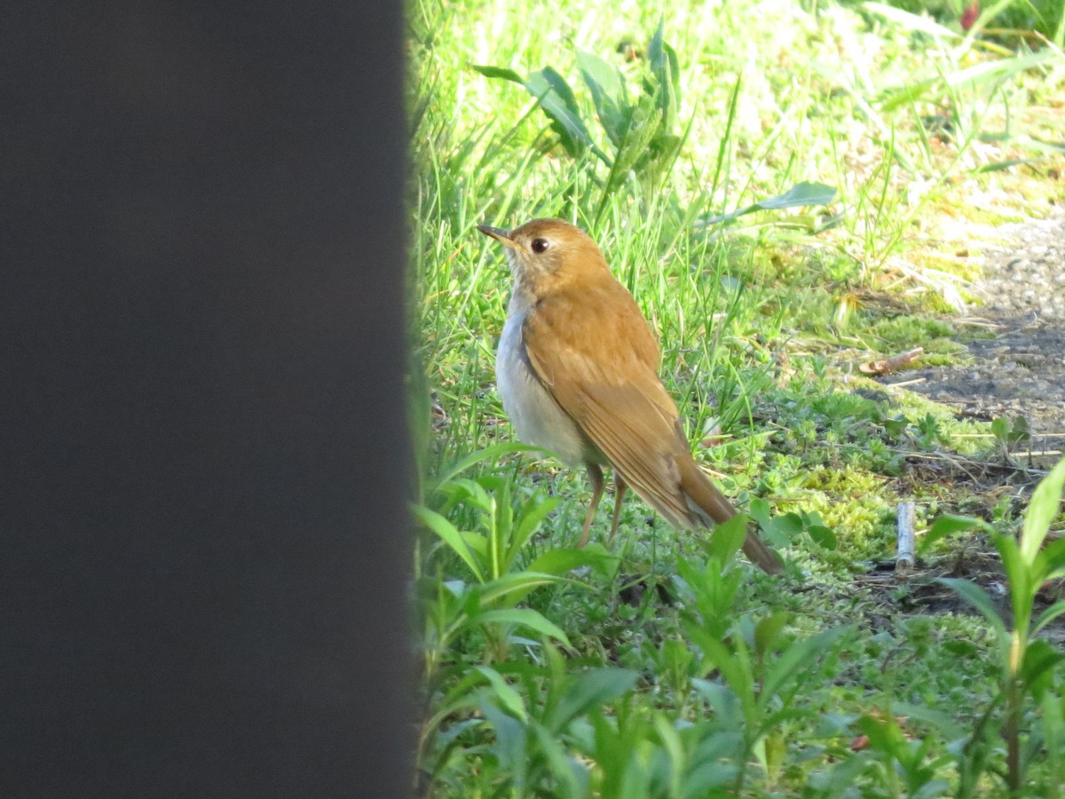 קיכלי חלוד-גב - ML56825651