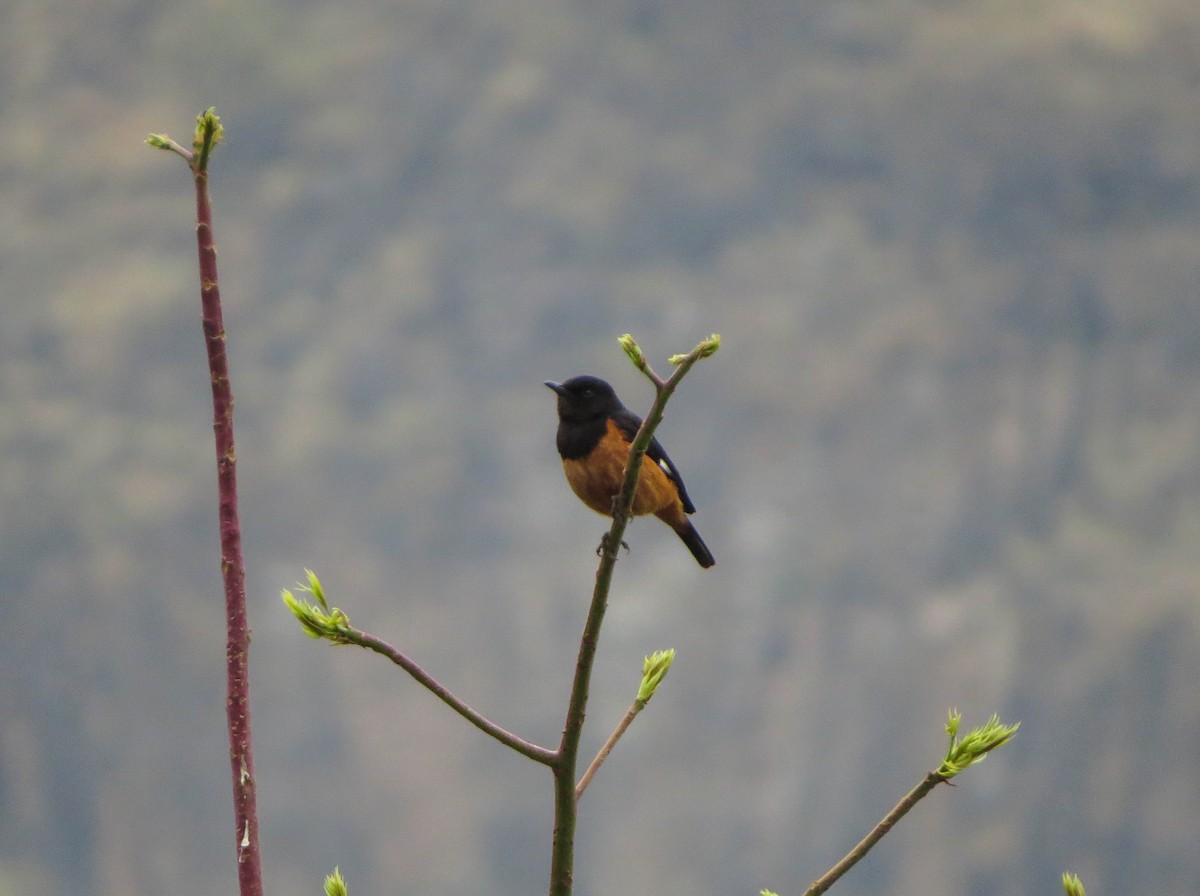 White-winged Cliff-Chat - Nayib Hamdoun