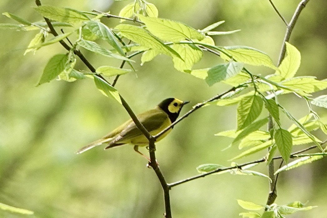 Hooded Warbler - ML568259501