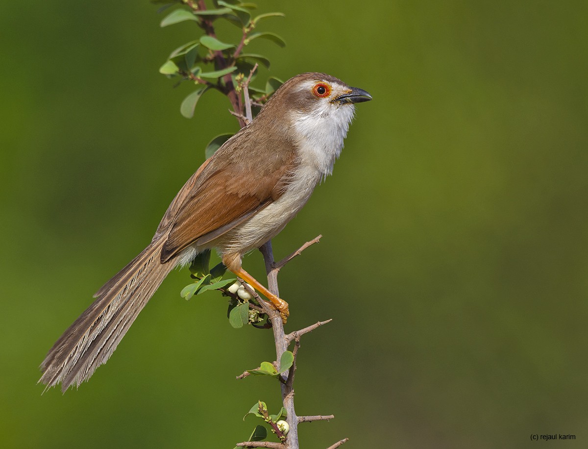 Yellow-eyed Babbler - Rejaul Karim