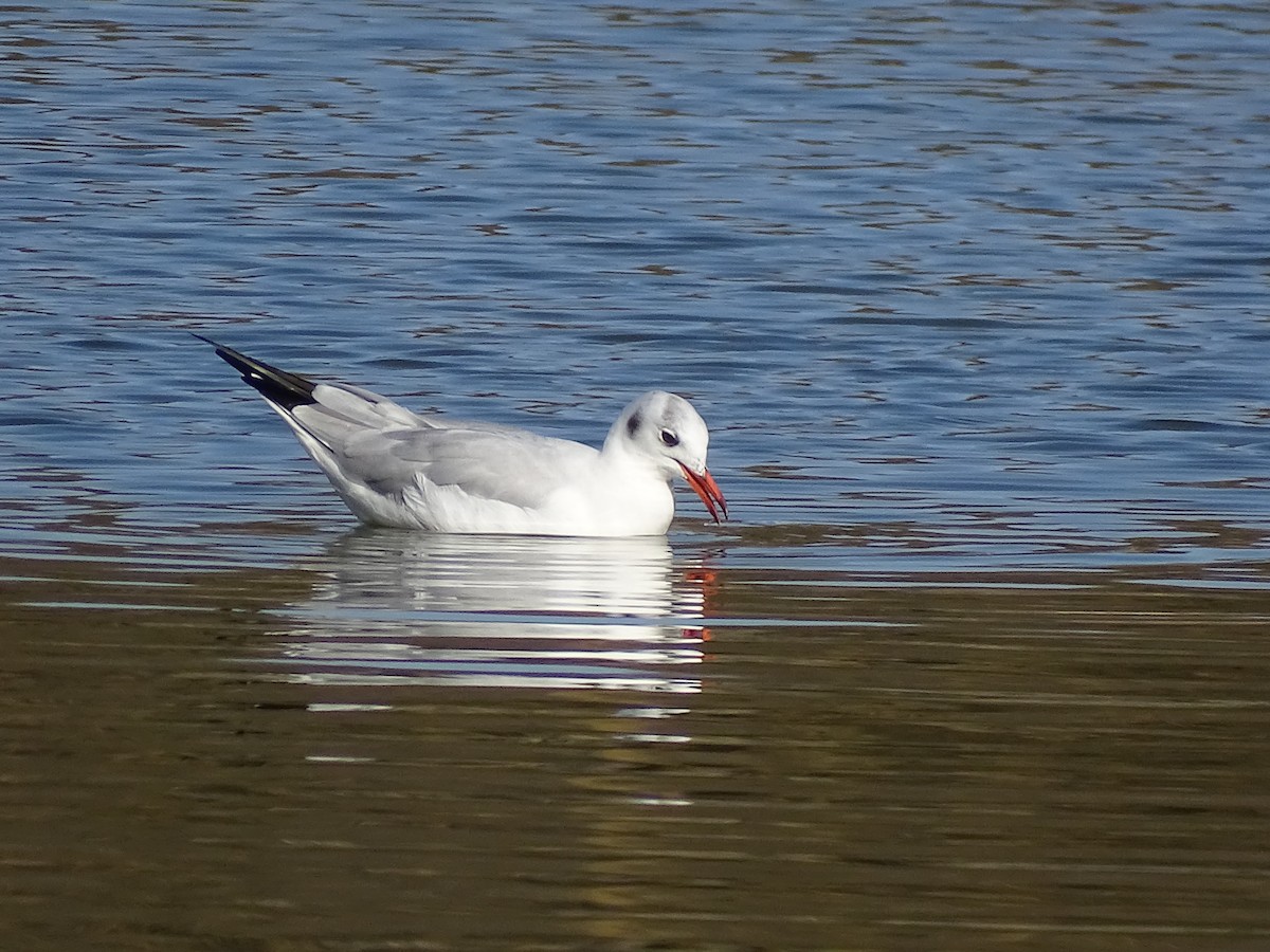 Black-headed Gull - ML568260441