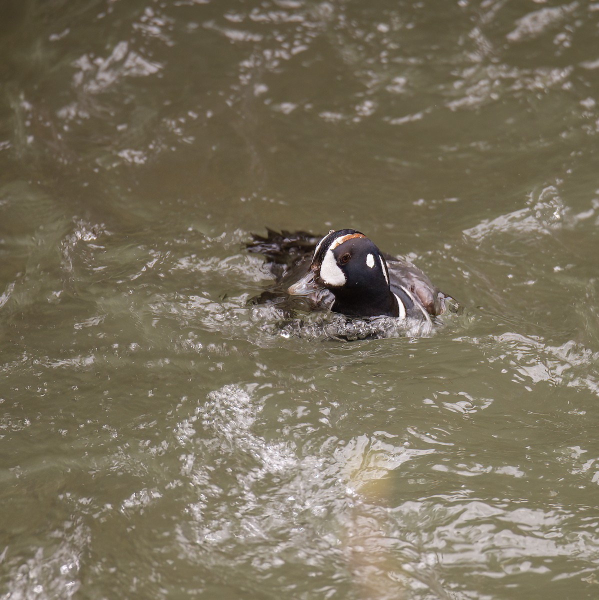 Harlequin Duck - ML568261641