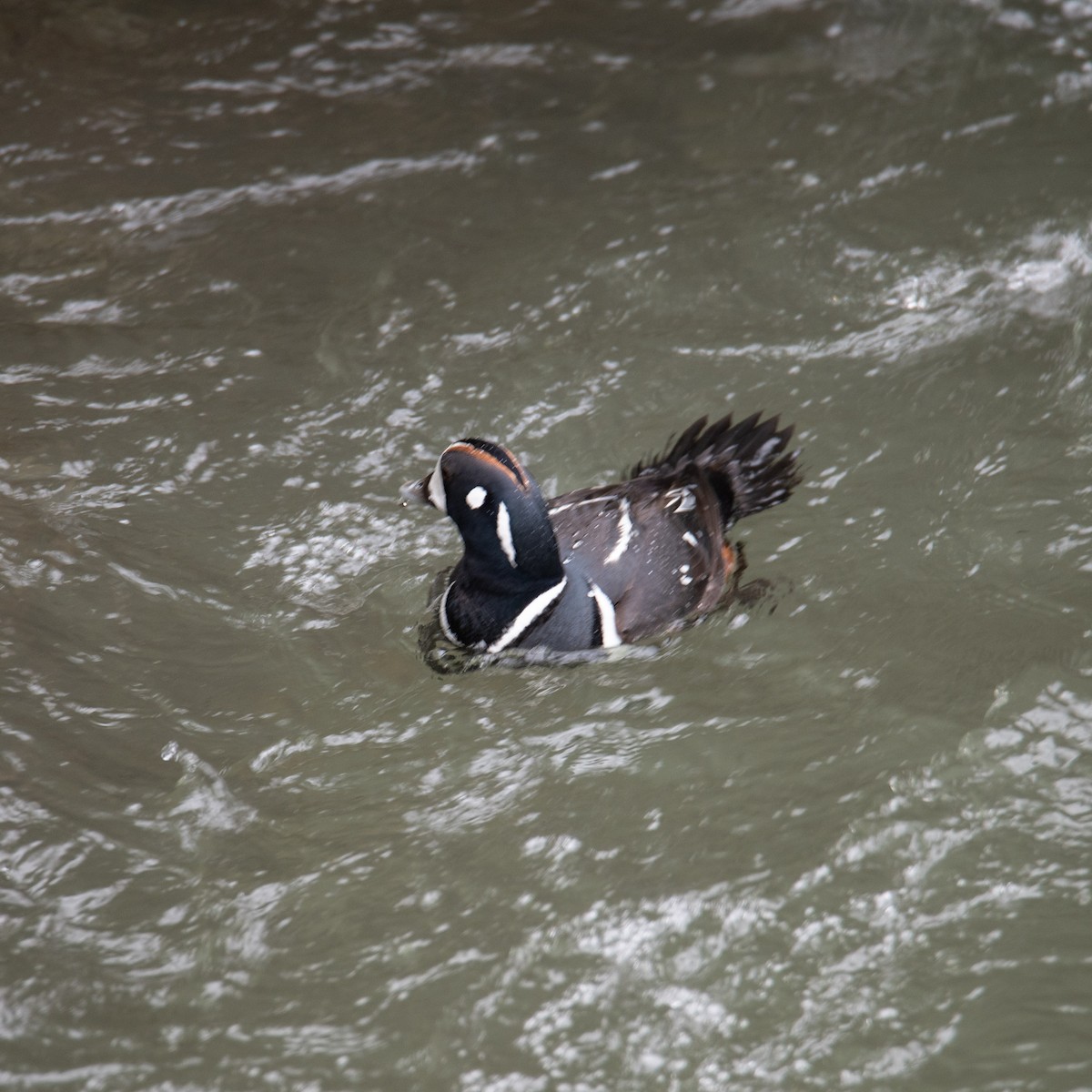 Harlequin Duck - ML568261661