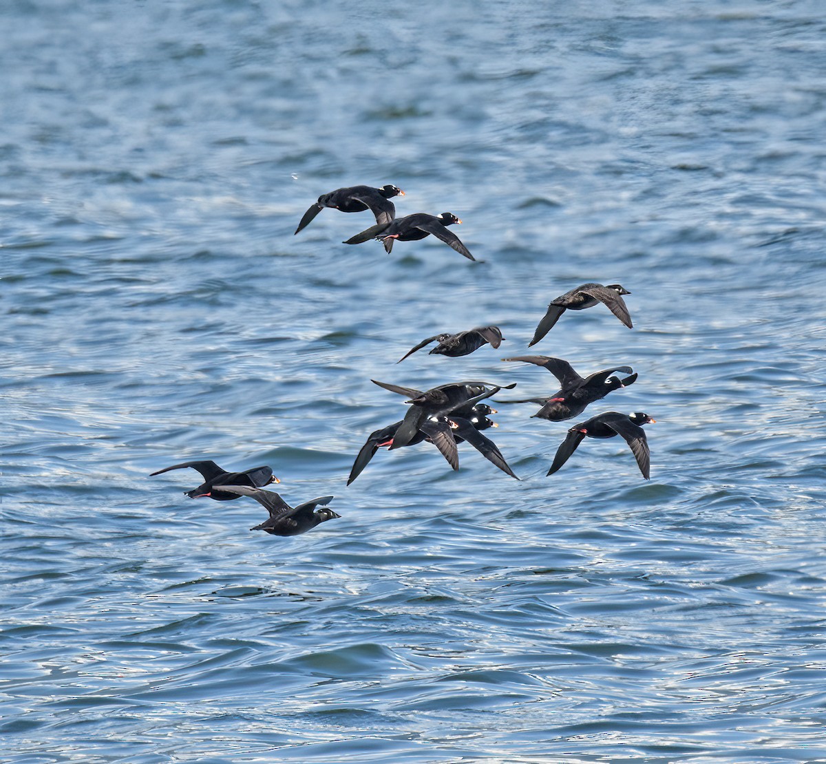 Surf Scoter - ML568262561