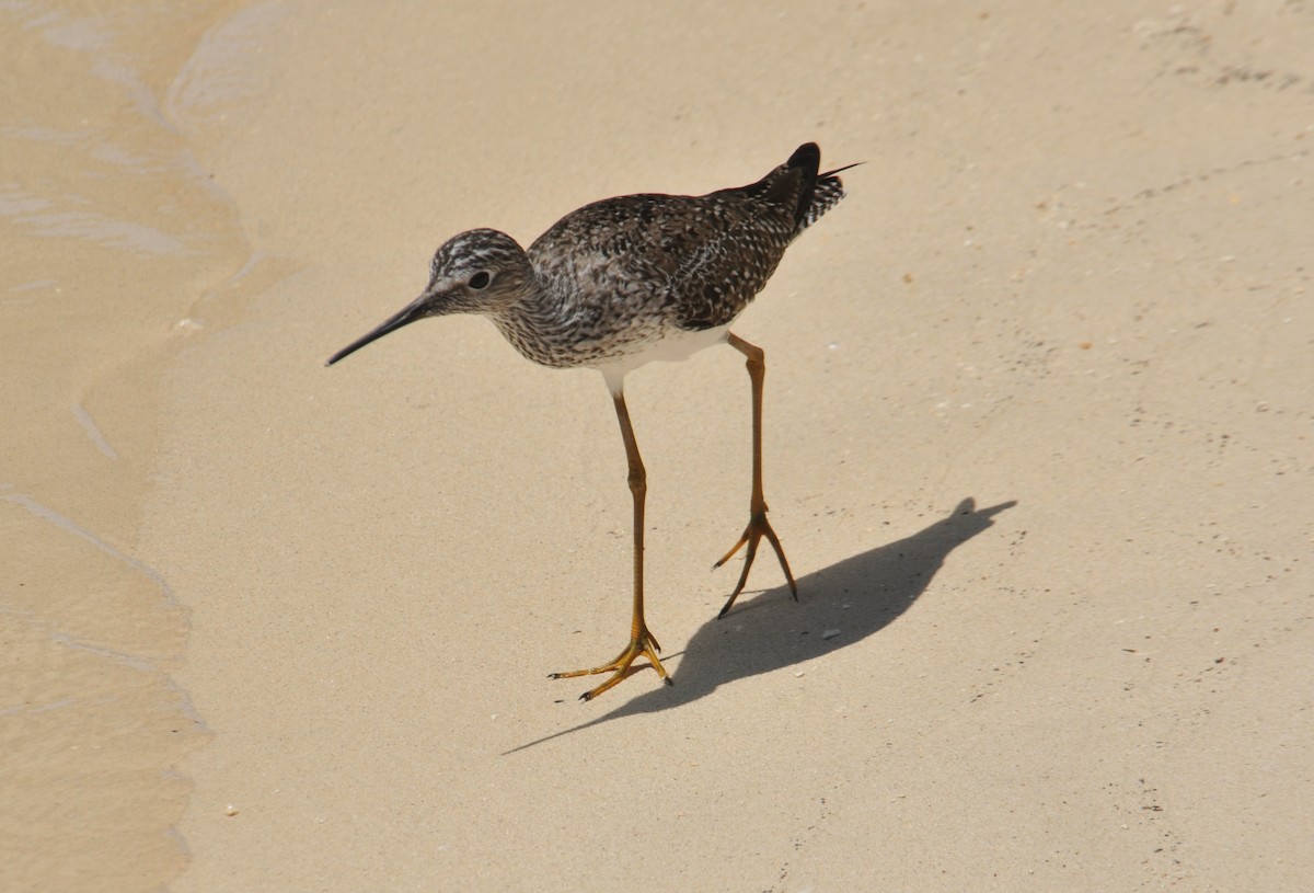 Lesser Yellowlegs - ML568262881