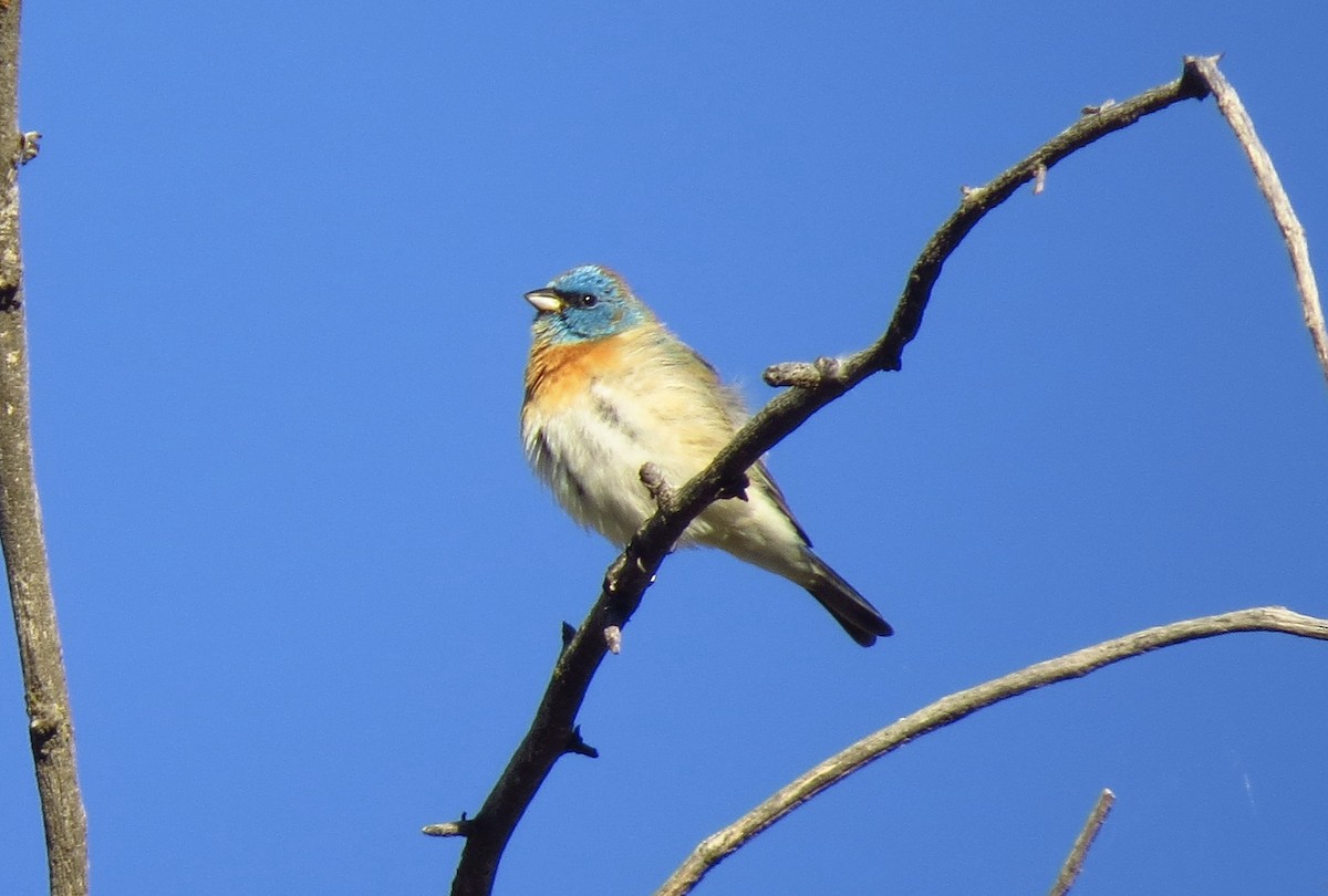 Lazuli Bunting - ML56826361