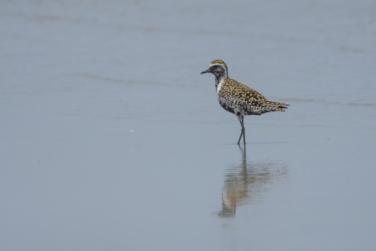 Pacific Golden-Plover - Subhankar Choudhuri