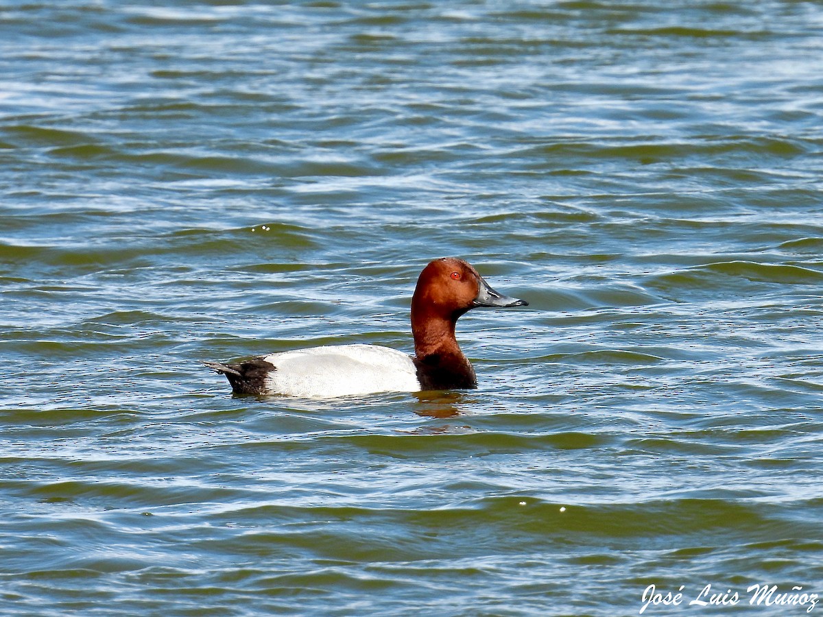 Common Pochard - ML568264841