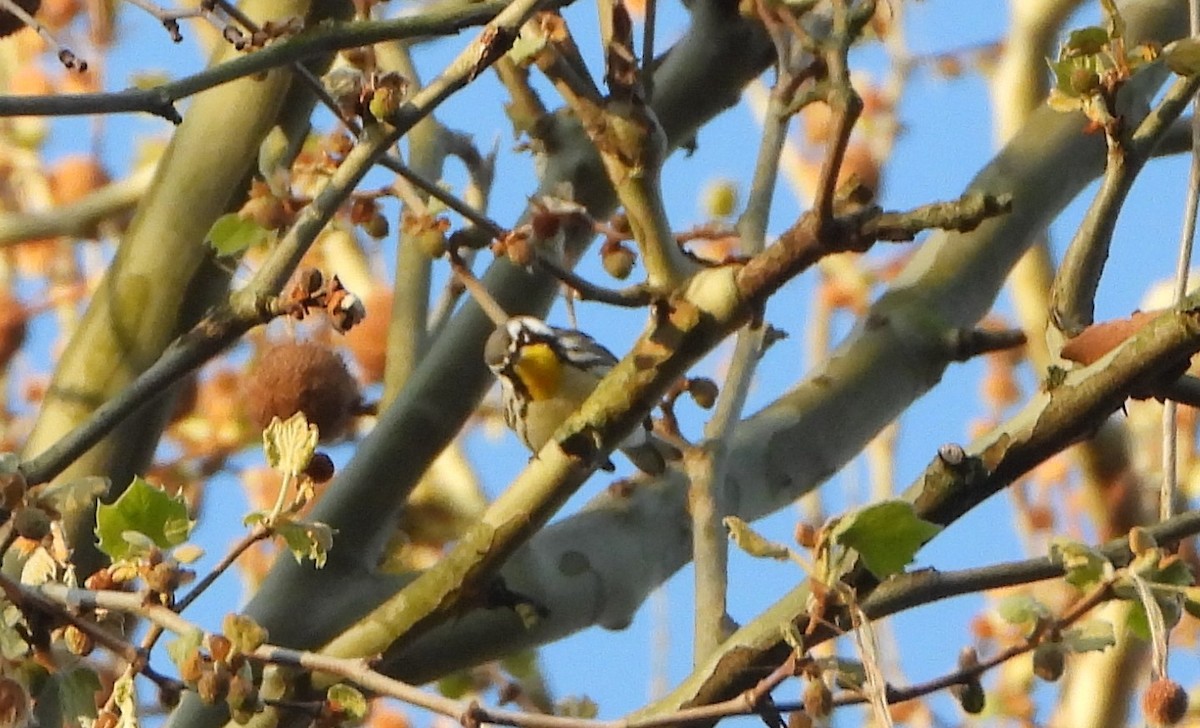 Yellow-throated Warbler - ML568265091