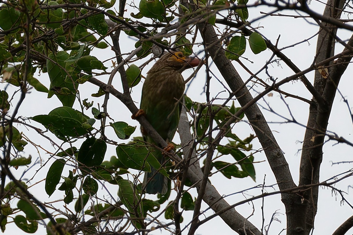 Brown-headed Barbet - Coimbatore Nature Society