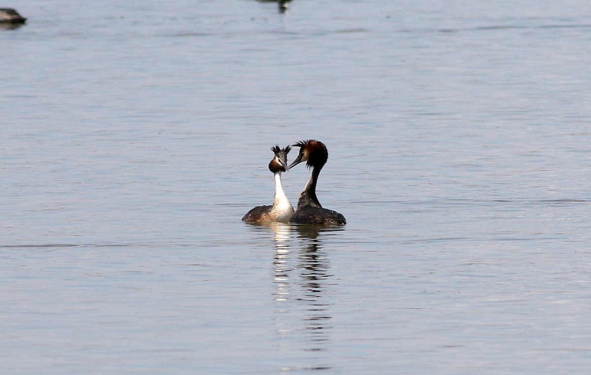 Great Crested Grebe - Miguel García