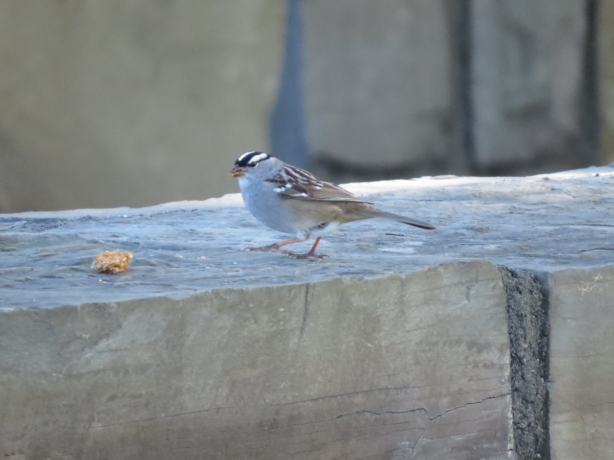 White-crowned Sparrow (leucophrys) - ML56826741