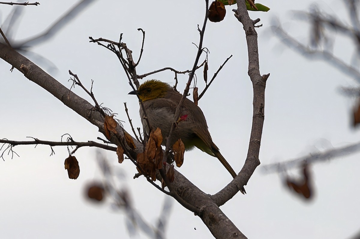 Yellow-throated Bulbul - Coimbatore Nature Society
