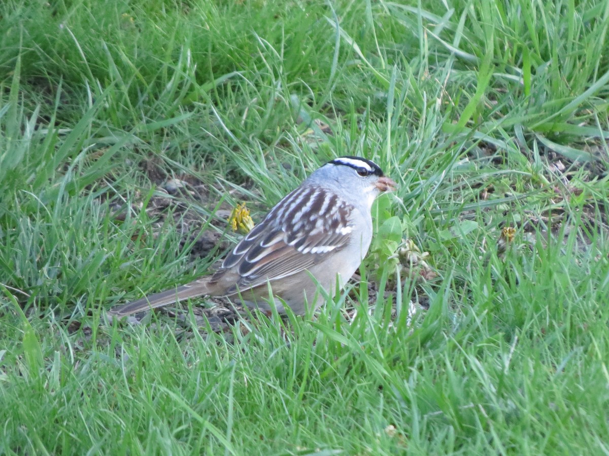 White-crowned Sparrow (leucophrys) - ML56826781