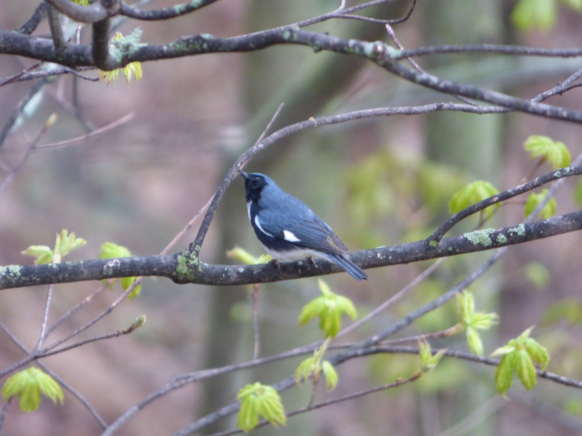 Black-throated Blue Warbler - ML568267811