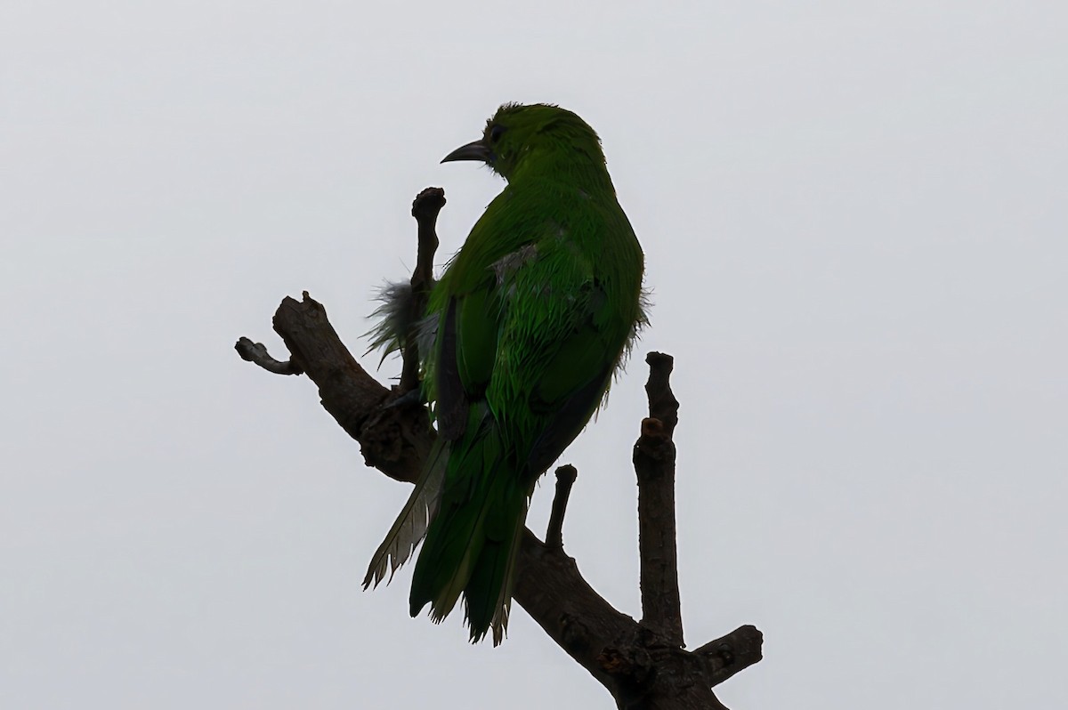 Jerdon's Leafbird - Coimbatore Nature Society