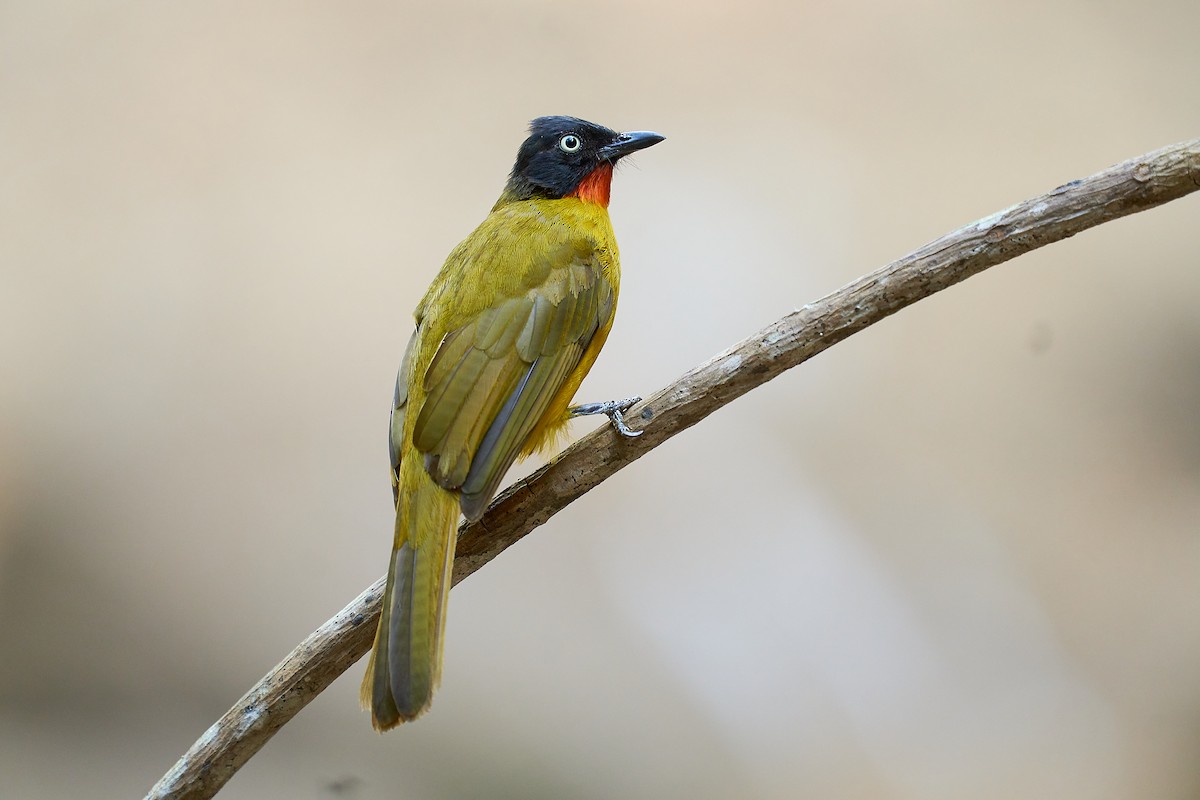 Flame-throated Bulbul - ML568269021