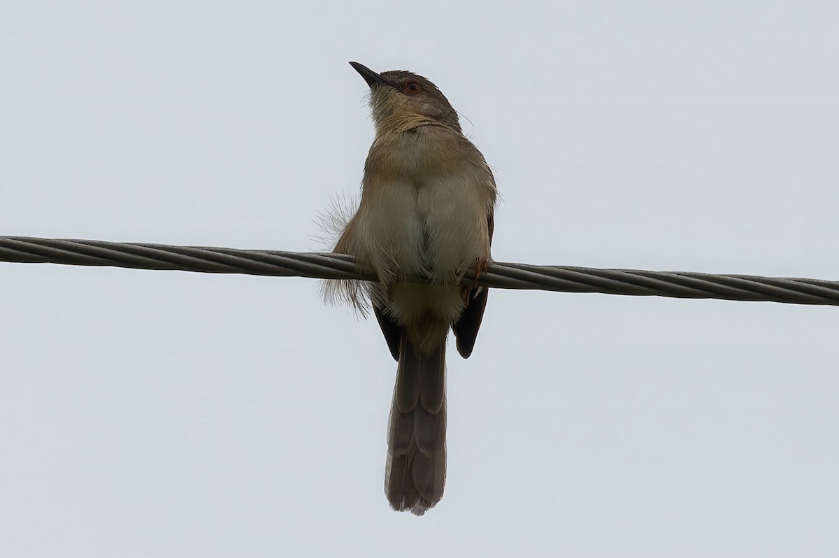 Jungle Prinia - Coimbatore Nature Society