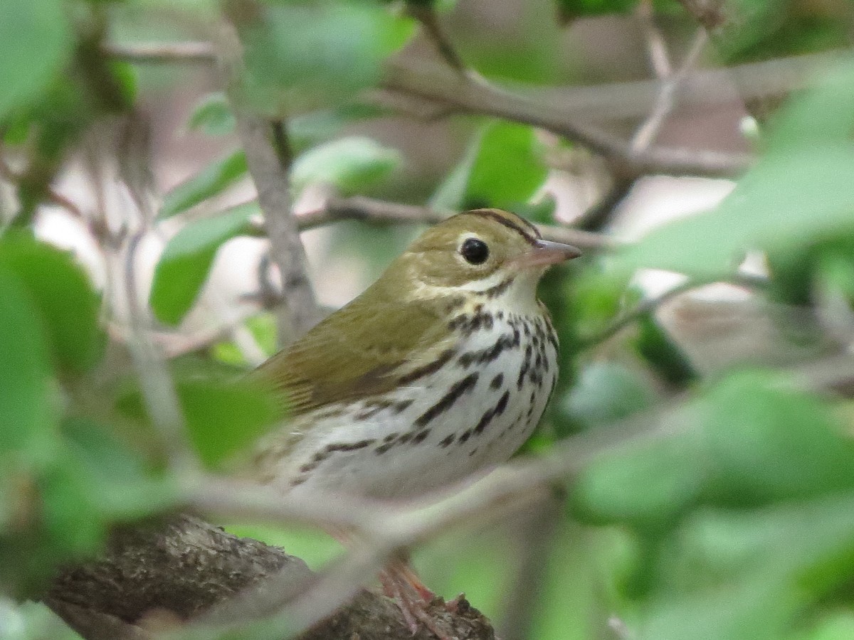 Ovenbird - ML56826941