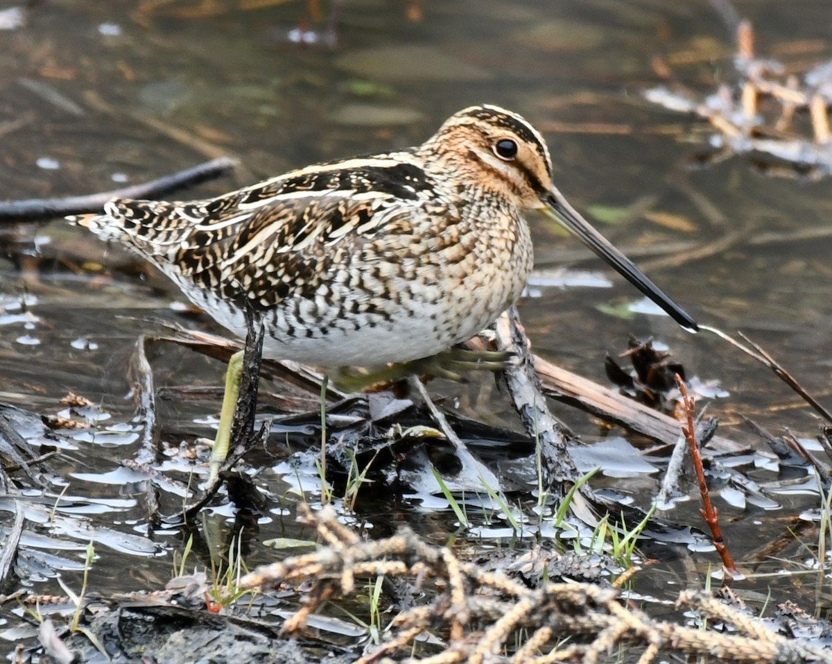 Wilson's Snipe - ML568270181