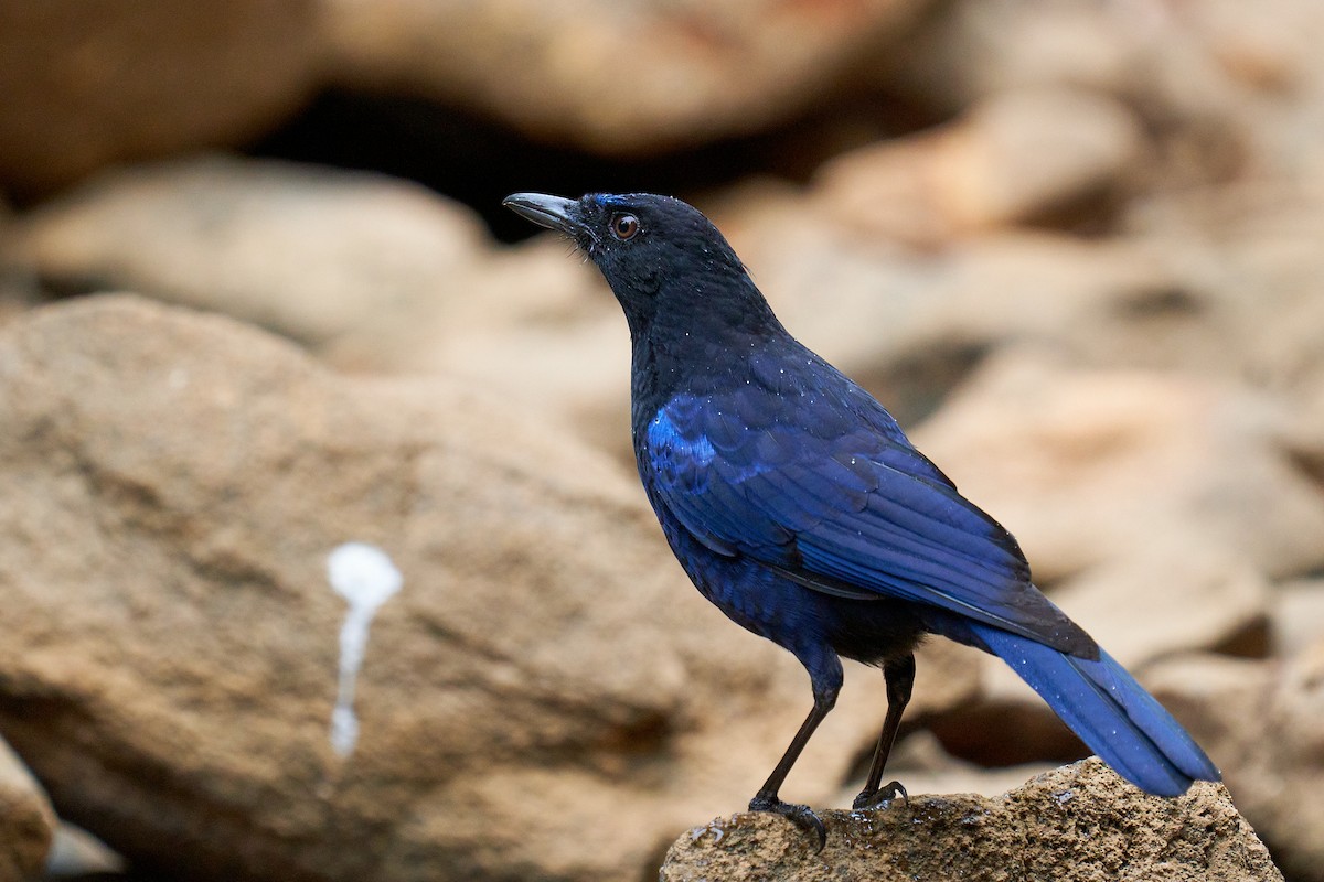 Malabar Whistling-Thrush - ML568270311