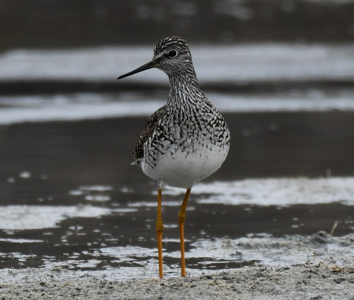 Lesser Yellowlegs - ML568270841