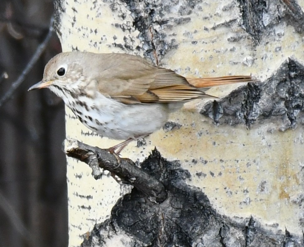 Hermit Thrush - ML568271831