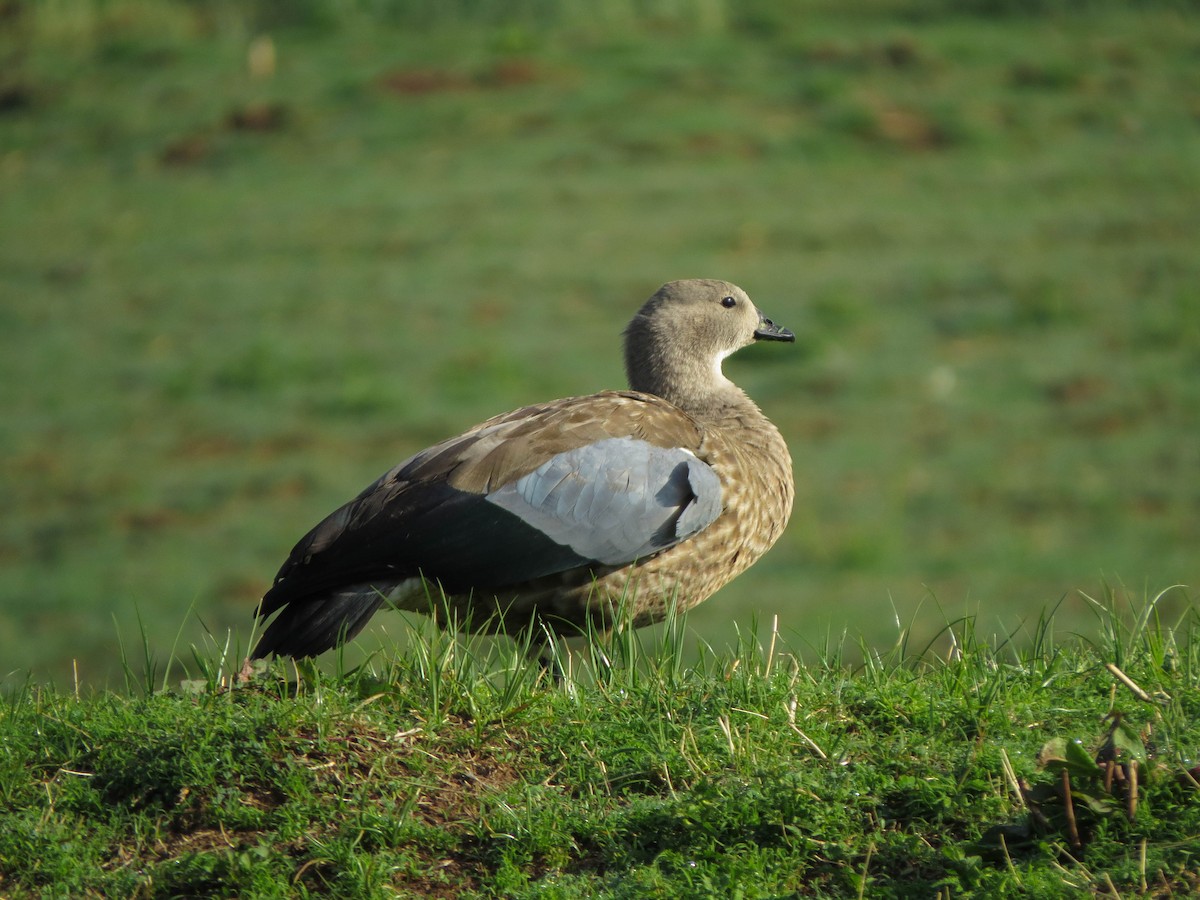 Blue-winged Goose - ML568272421