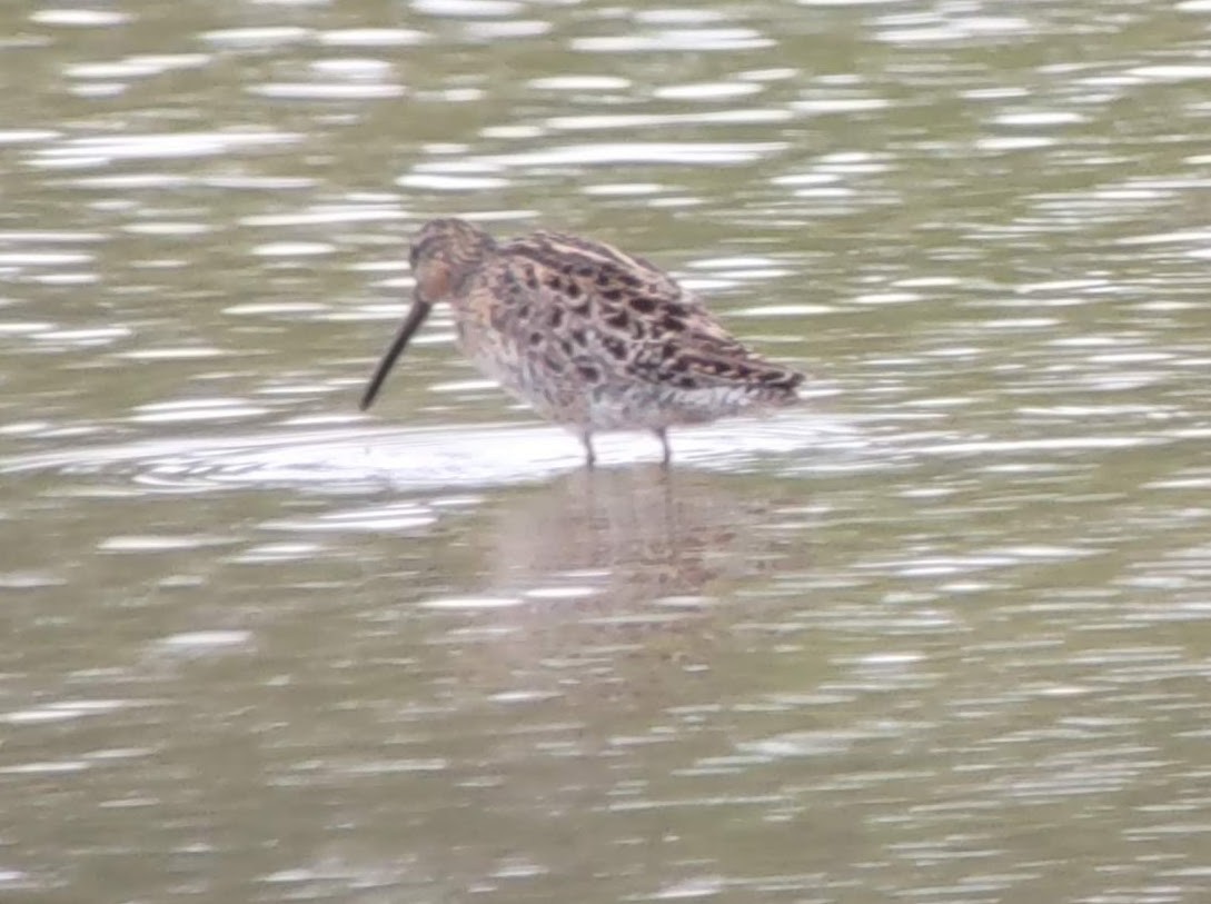 Short-billed Dowitcher - ML568274411