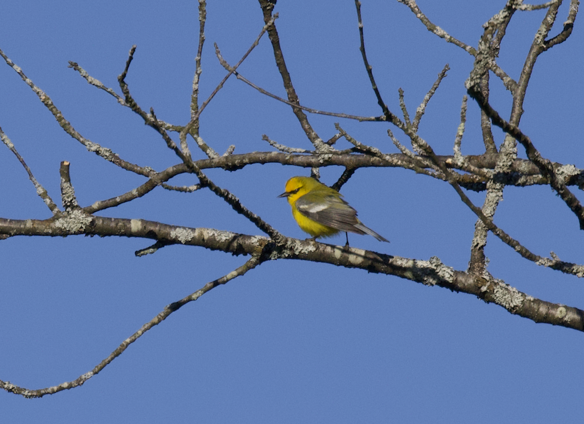 Blauflügel-Waldsänger - ML568276581