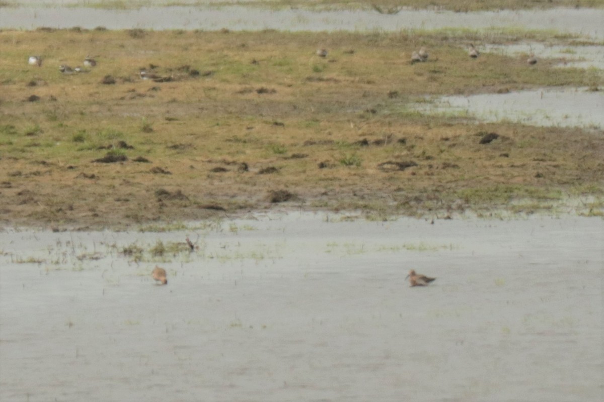 Curlew Sandpiper - ML568276751