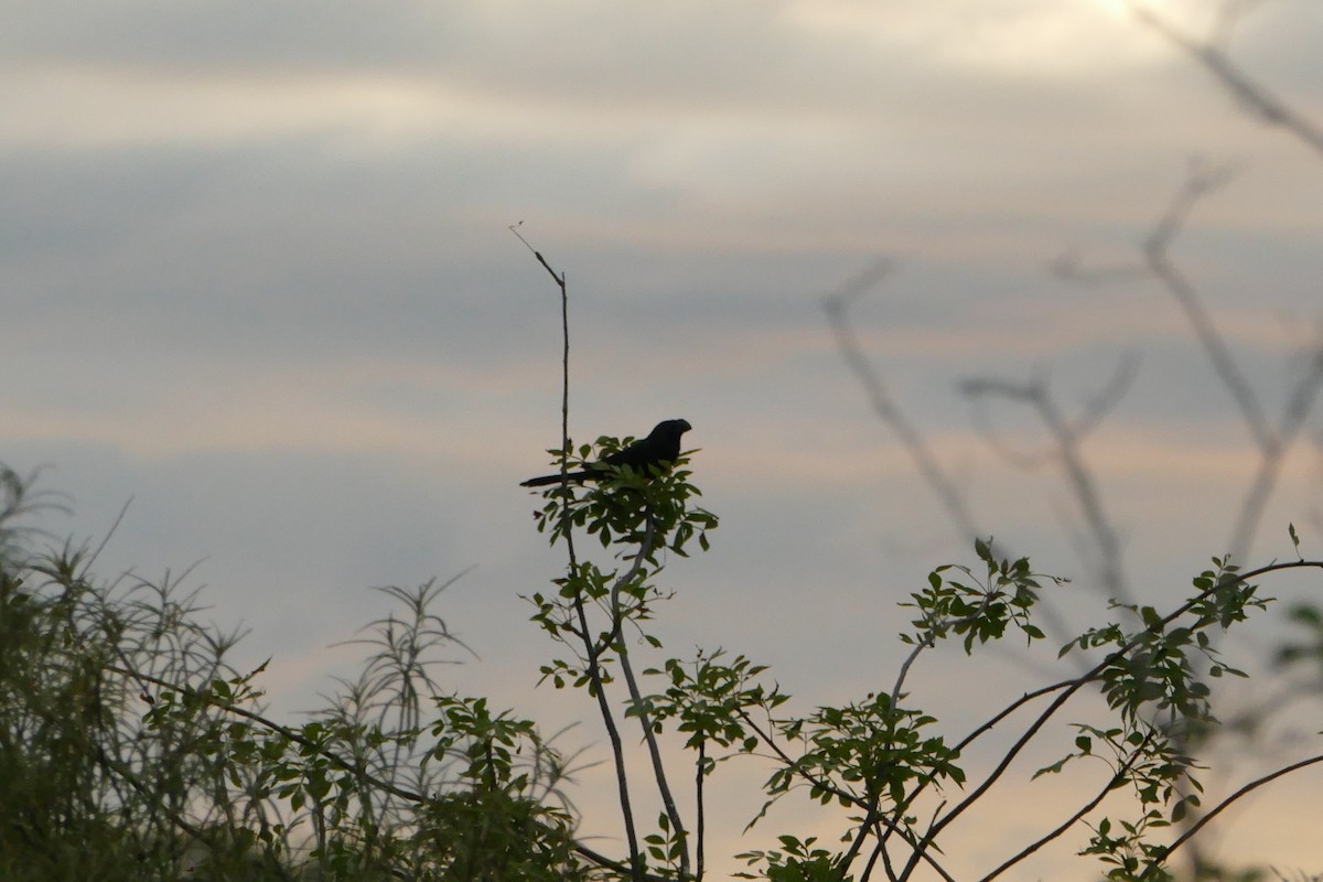 Smooth-billed Ani - ML56827691