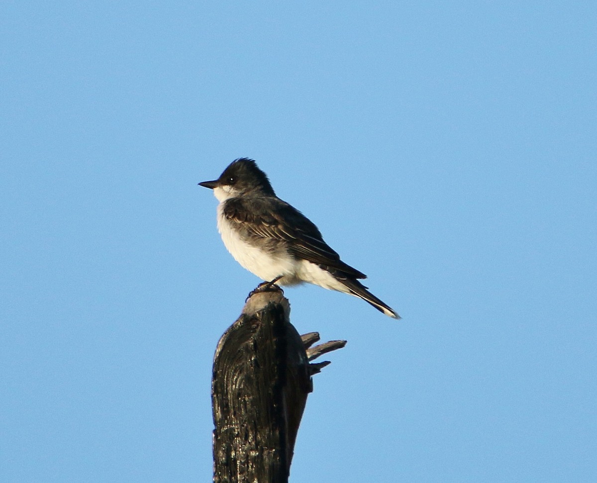 Eastern Kingbird - Daniel Emlin