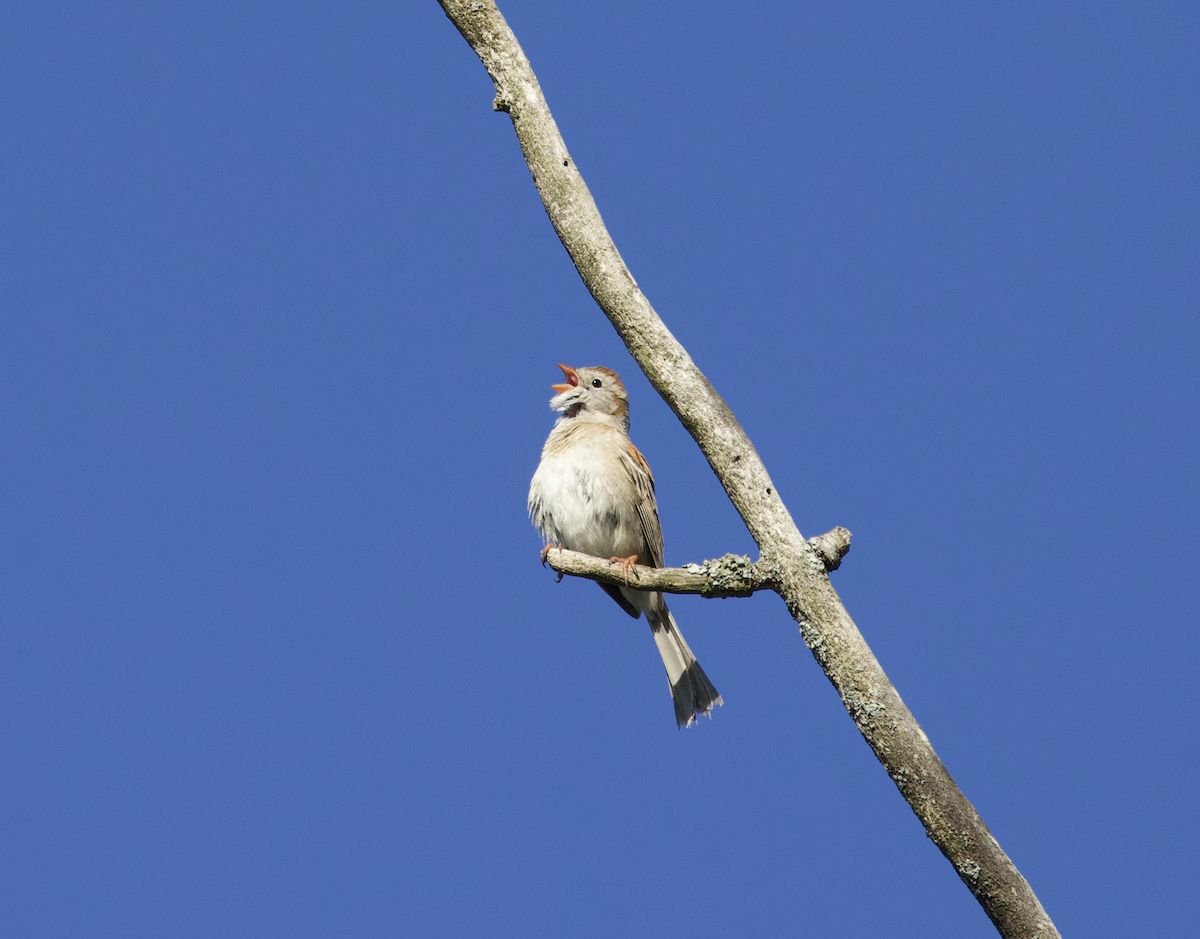 Field Sparrow - ML568277031