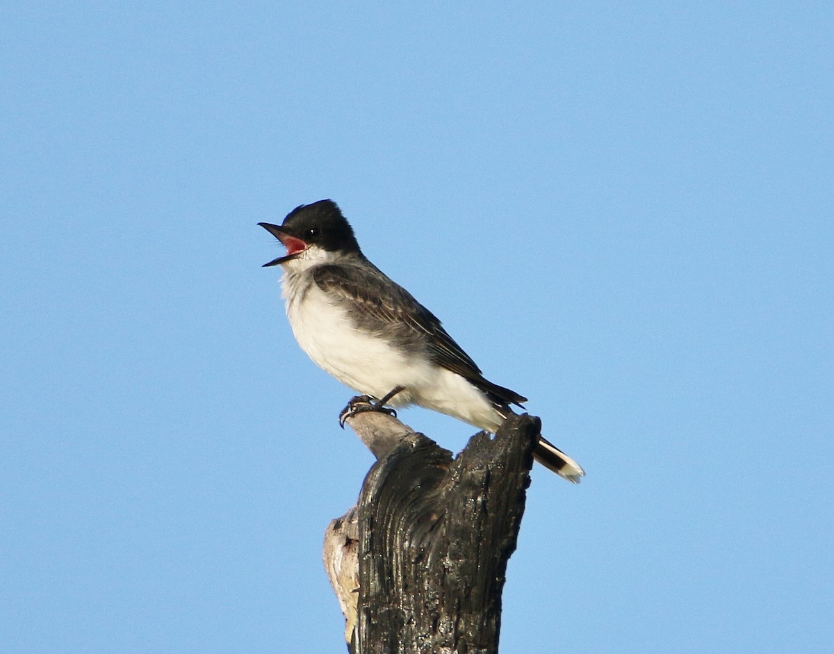 Eastern Kingbird - Daniel Emlin