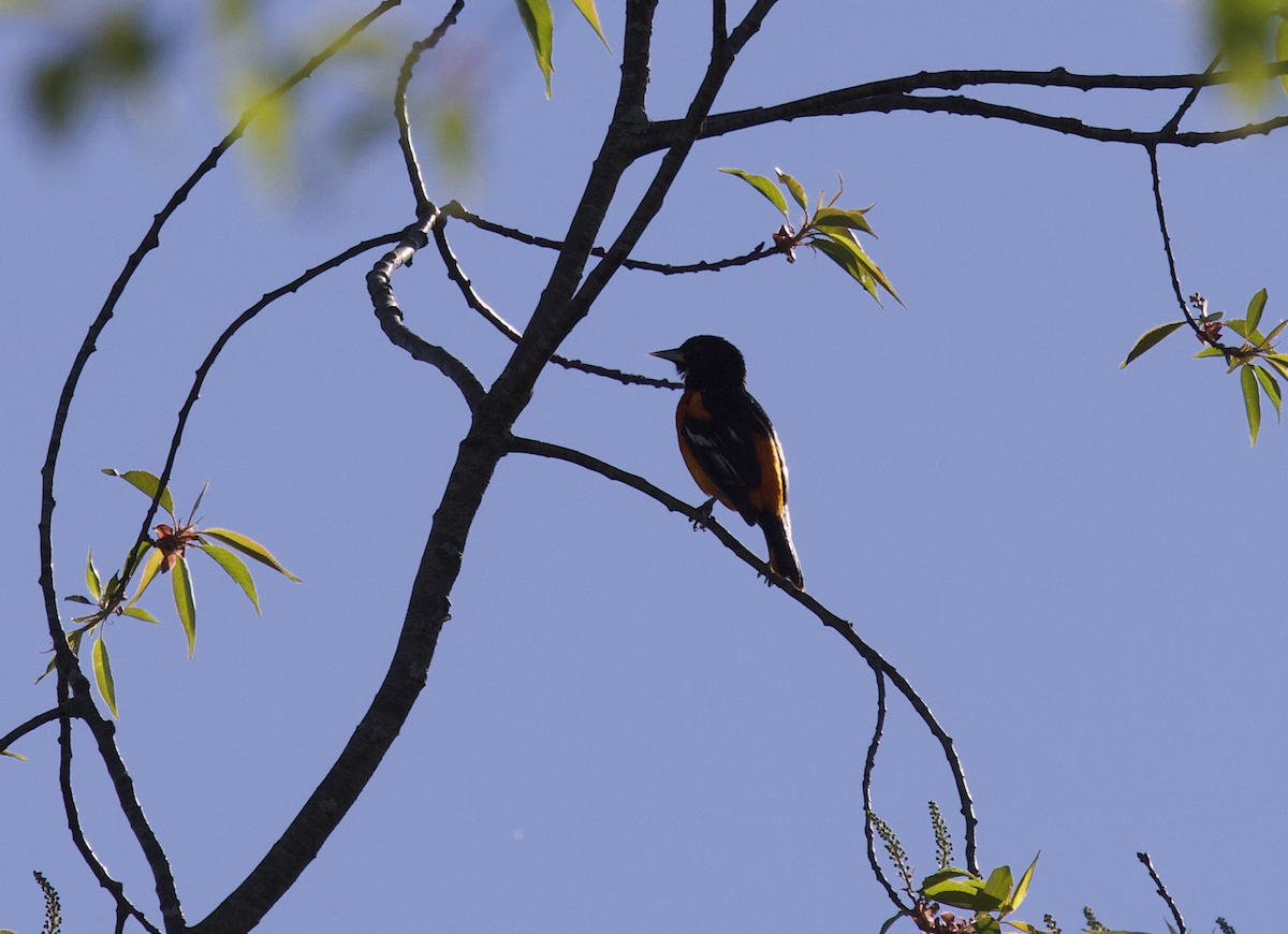 Baltimore Oriole - ML568277451