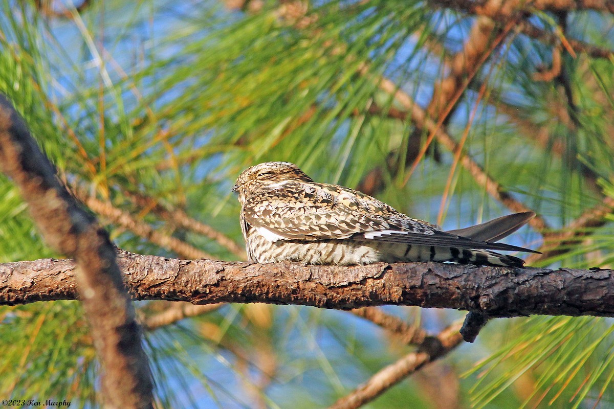 Common Nighthawk - ML568277981