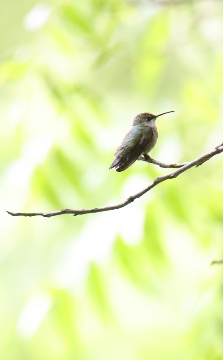 Black-chinned Hummingbird - ML568278101
