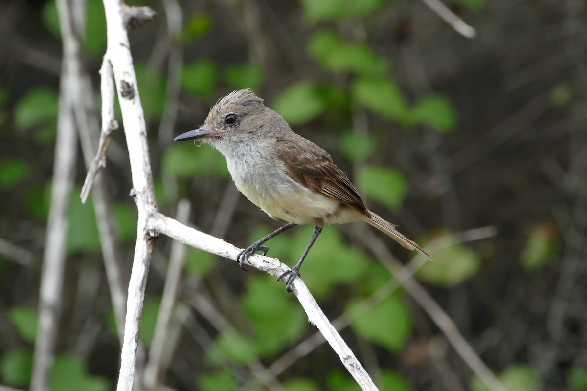 Galapagos Flycatcher - Peter Kaestner