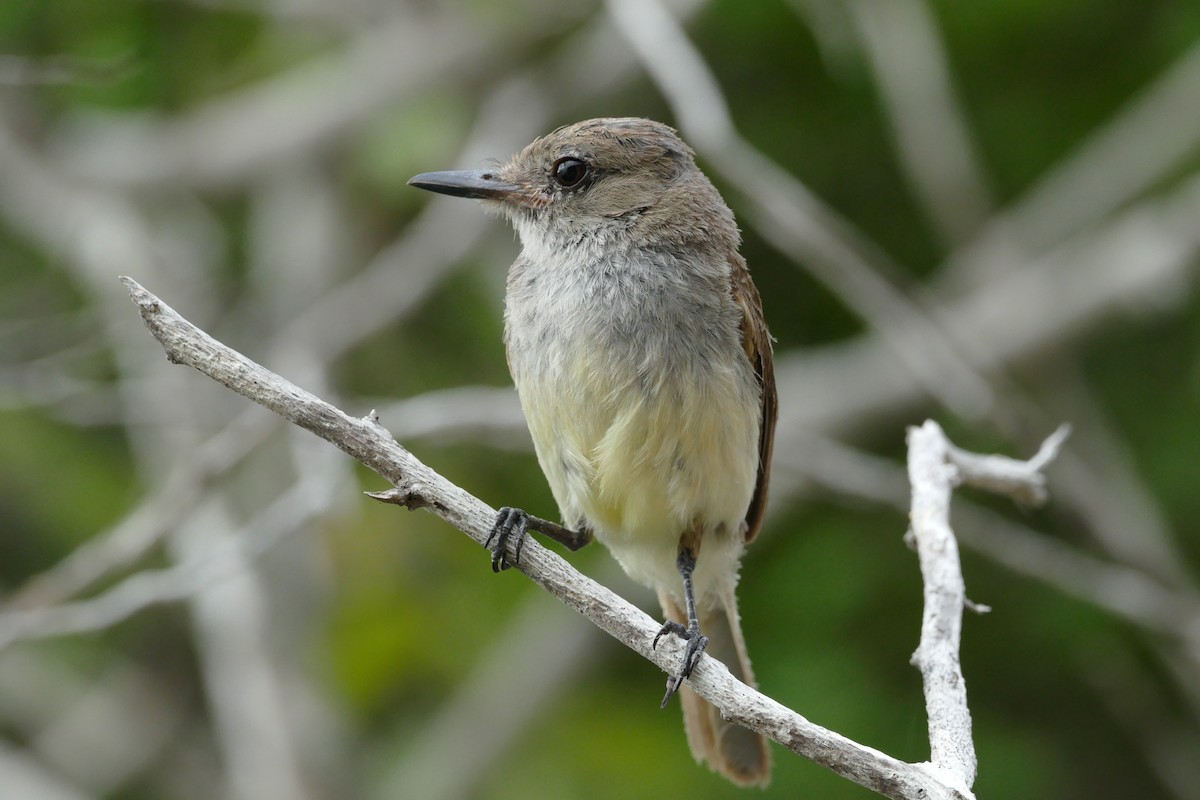 Tyran des Galapagos - ML56827881
