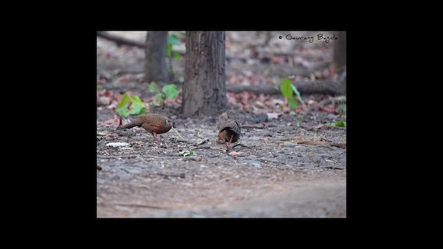 Red Spurfowl - ML568278831