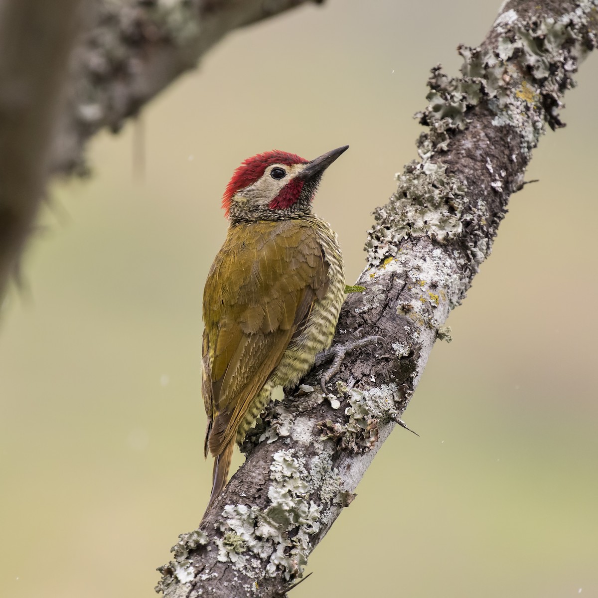 Golden-olive Woodpecker - Peter Hawrylyshyn