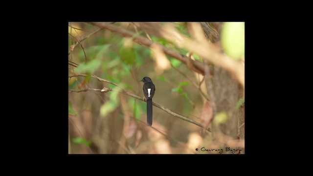 White-rumped Shama - ML568279341