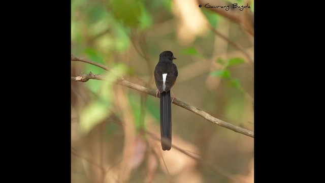 White-rumped Shama - ML568279351