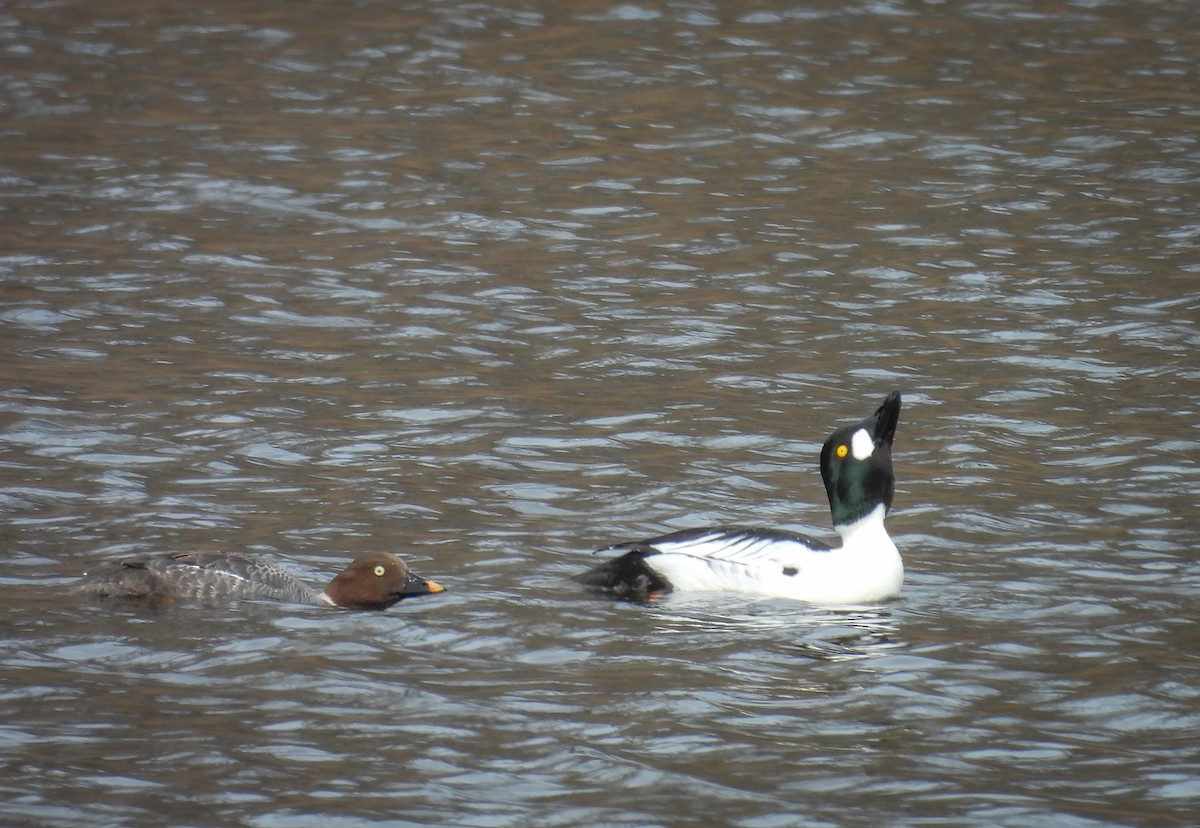 Common Goldeneye - ML568279641